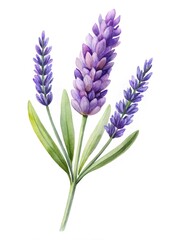 Naklejka premium Watercolor illustration of purple lavender flowers