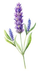 Fototapeta premium Watercolor painting of purple lavender blossom sprig