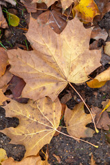 Faded brown maple leaves lying on the soil ground in late autumn