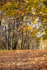Obraz premium Low angle view of a park path carpeted with fallen autumn leaves
