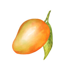Hand-drawn illustration of a ripe mango.