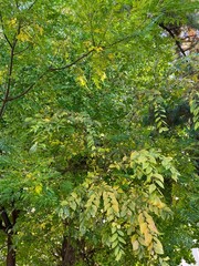 鮮やかな緑色の背景