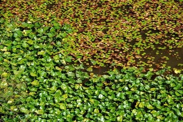 湖にいっぱいに広がる水草
