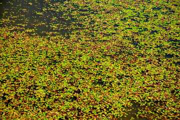 湖にいっぱいに広がる水草