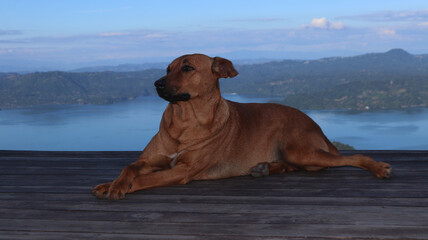 Mongrel dog brown cute possing