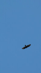 bird blue sky condor 