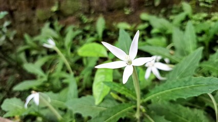 Blooming Hippobroma longiflora with its distinctive white petals, a plant containing alkaloids and terpenoids, presented as a natural wallpaper with a focus on its botanical details
