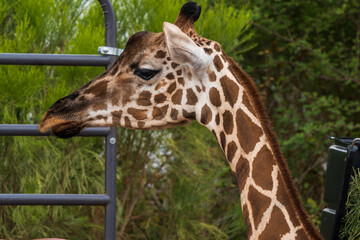 close up of a giraffe