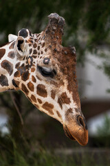 portrait of a giraffe