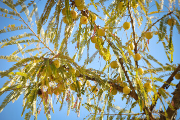 Uttarakhand Organic Himalayan Amla fruit, Fresh Indian Gooseberry (Phyllanthus emblica)) on Tree