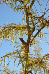 Uttarakhand Organic Himalayan Amla fruit, Fresh Indian Gooseberry (Phyllanthus emblica)) on Tree