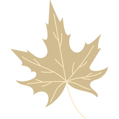 Single Beige Maple Leaf With Intricate Vein Details Isolated On Transparent Background Autumn Season Flora Botanical