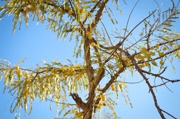 Uttarakhand Organic Himalayan Amla fruit, Fresh Indian Gooseberry (Phyllanthus emblica)) on Tree