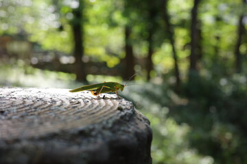 秋の森に姿を見せたクダマキモドキ。