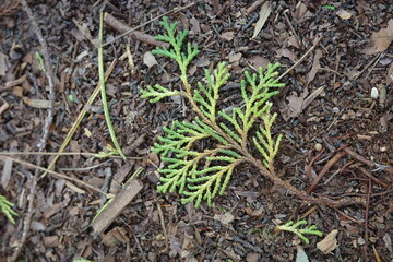 秋、紅葉し始めたヒノキの落ち葉