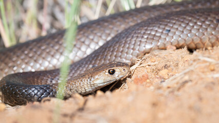 Dugite or spotted brown snake (Pseudonaja affinis), Perth, Western Australia. Venomous snake in the family Elapidae.