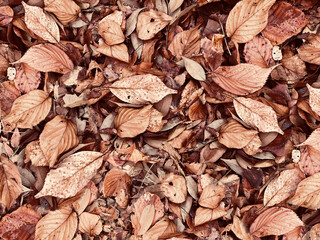 公園の落ち葉の写真素材（秋のイメージ素材）