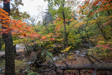 Wonderful autumn colours of the trees in  the  Seoraksan National Park near Sokcho