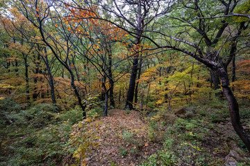 Fototapeta premium Wonderful autumn colours of the trees in the Seoraksan National Park near Sokcho