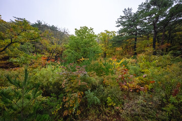 Fototapeta premium Wonderful autumn colours of the trees in the Seoraksan National Park near Sokcho