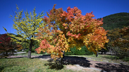 Wonderful autumn colours of the trees in  the  Seoraksan National Park near Sokcho