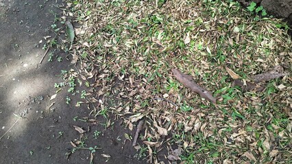 A detailed texture of dry, brown fallen leaves scattered across the ground, forming a natural carpet of autumn debris on the forest floor