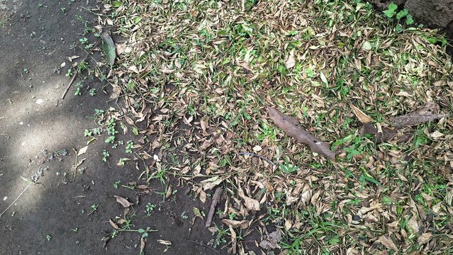 A detailed texture of dry, brown fallen leaves scattered across the ground, forming a natural carpet of autumn debris on the forest floor - Powered by Adobe