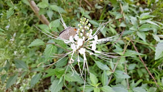 White Flower of Java Tea Plant Orthosiphon Aristatus Bloom Macro Close Up Botanical Photo Green Leaf