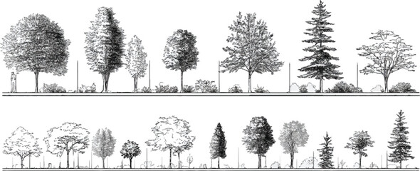Black and white line drawing of various trees and shrubs in a row with a person for scale plant