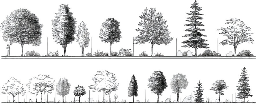 Black and white line drawing of various trees and shrubs in a row with a person for scale plant