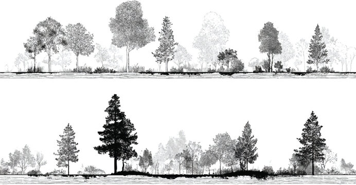 Black and white illustration of diverse trees and foliage in two horizontal bands forest nature
