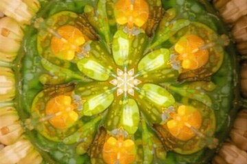 Intense Close up of a Sunflower s Center, Abstract Isolation Extreme macro shot focusing on the geometric pattern of seeds in the center of a sunflower. The background is soft and blurred, emphasizing