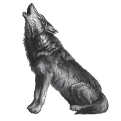 Vintage Engraving of a Sitting Wolf Howling in Black and White Art