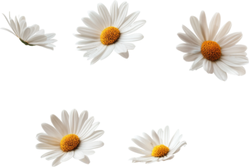daisies  