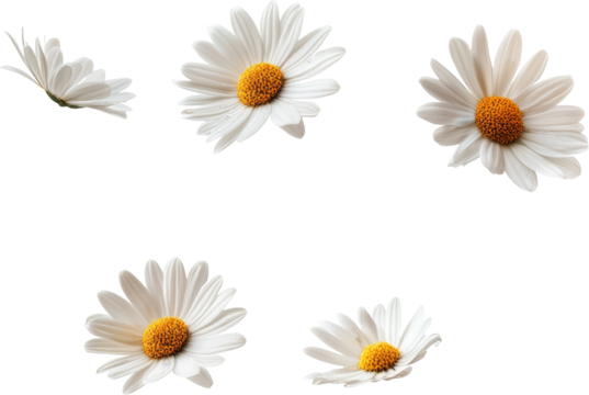 daisies  
