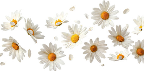 Fototapeta premium daisies 