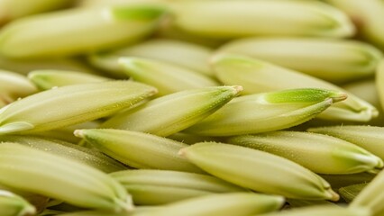 Photorealistic Sprouting Rice Grains Macro &ndash; Clean, Sharp, High-Detail Close-Up of Germinating Rice Seeds