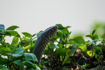A close-up of an Oriental Rat Snake slithering on the ground, showcasing its sleek body,...