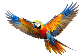 Colorful macaw parrot in flight isolated on transparent background