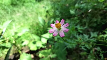 Purple Kenikir Flower (Cosmos caudatus) Blooming in Tropical Garden – Natural Light and Green...