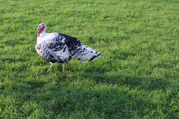 turkey in the grass