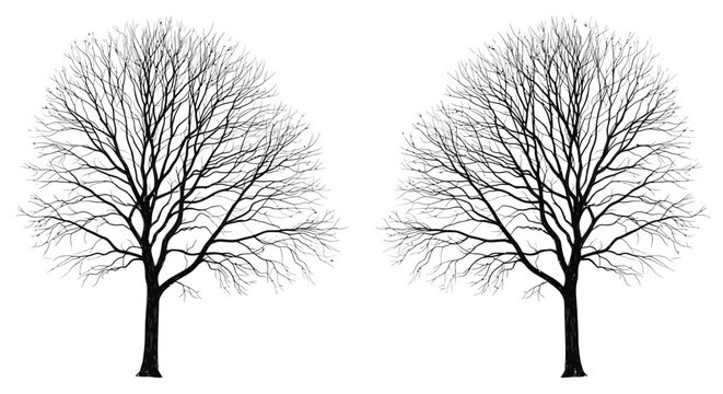 Monochrome illustration showcasing symmetrical deciduous trees in stark winter dormancy against a