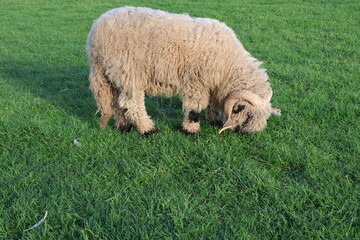 Fototapeta premium sheep in a meadow