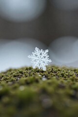 Snowflake Landing on a Natural Surface Macro photograph of a single, well defined snowflake landing on a natural surface like a dark green pine needle or a textured patch of moss. The snowflake should