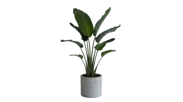 A vibrant Strelitzia plant with large green leaves in a modern concrete pot. Ideal for indoor decor against a solid transparent background. background removed