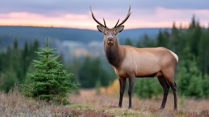 Elk stag standing on a hill at twilight