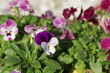 ビオラの花のクローズアップ