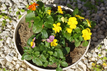 鉢に植えたビオラ