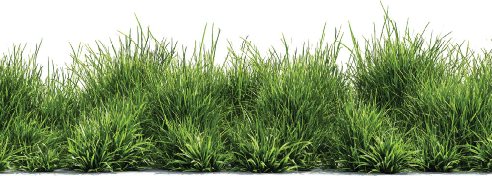 Contour of tall coniferous trees, set of beautiful Bushes and Shrubs Vector Set &ndash; Realistic Green Plants and Grass Isolated for Landscape Design Illustration on transparent background