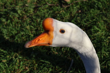 white goose on green grass